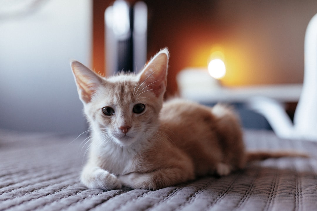 Photo hoteluri „Pet Friendly”
