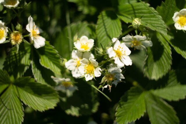 Photo Sarmizegetusa Regia